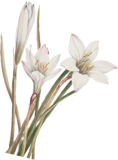 1225 ASSET ACEH 4.png